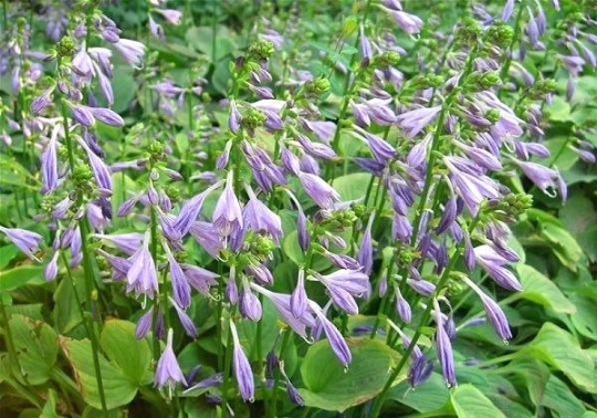 Thumbnail: Blue Plantain Lily Hosta ventricosta 100 Seeds