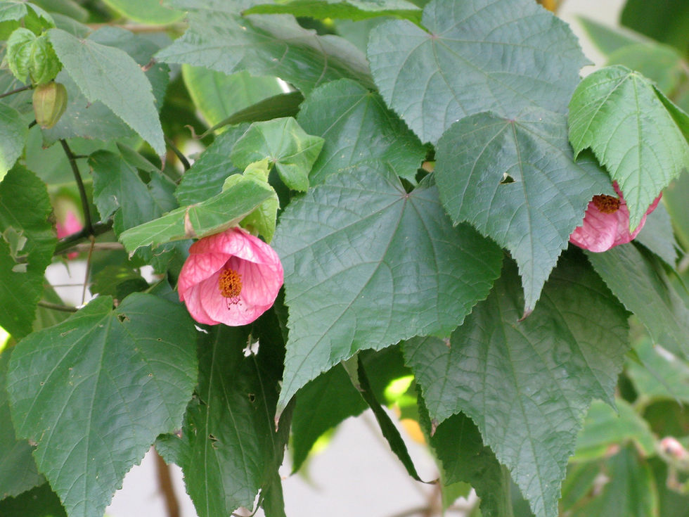 Thumbnail: Flowering Maple Mix  Abutilon hybridum 100 Seeds