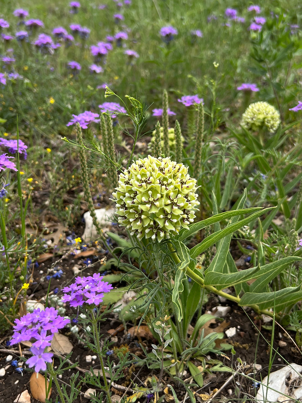 Thumbnail: Antelope Horn Milkweed  10 Seeds  Asclepias asperula