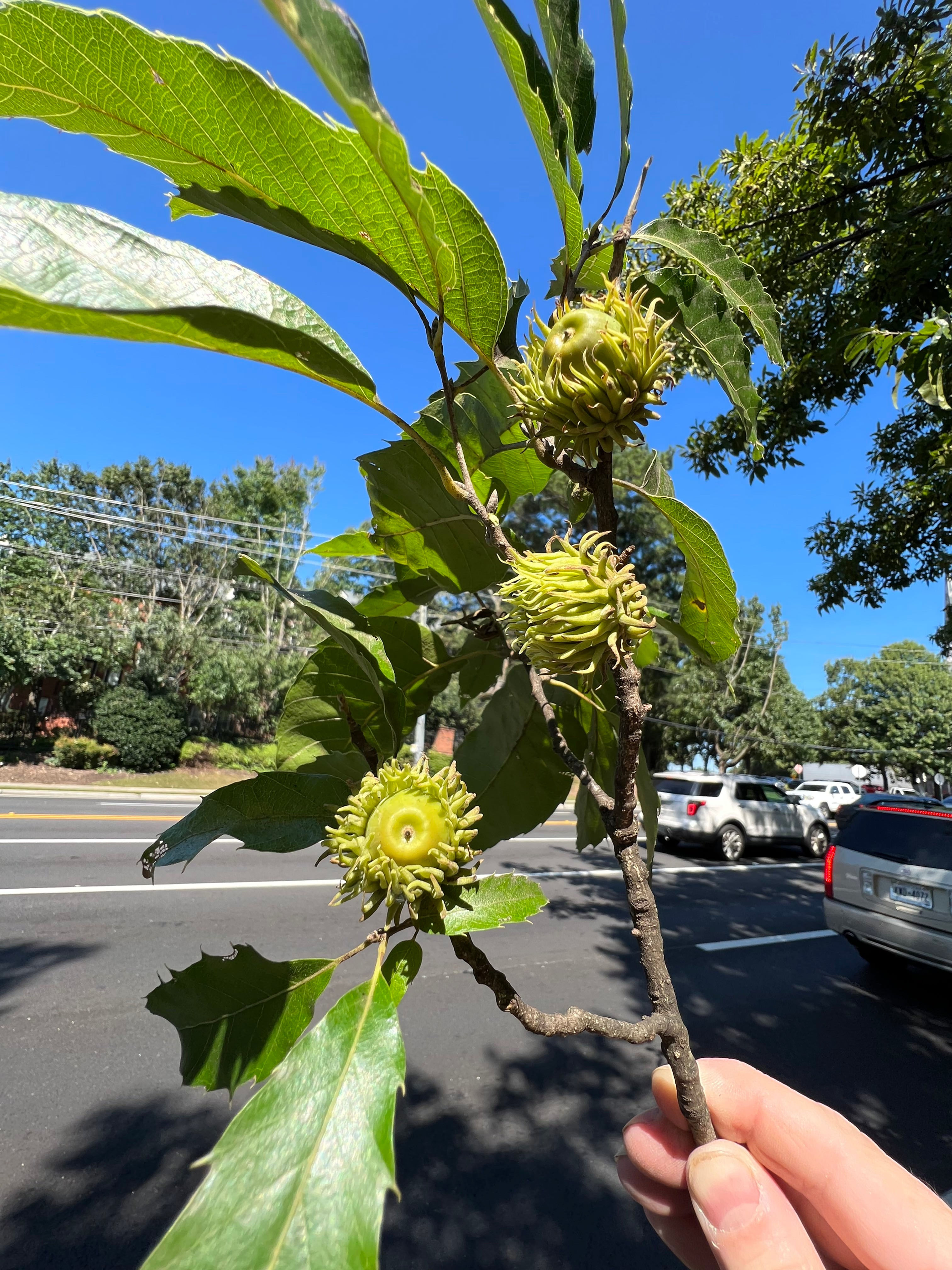 Sawtooth Oak Quercus acutissima 10 Seeds