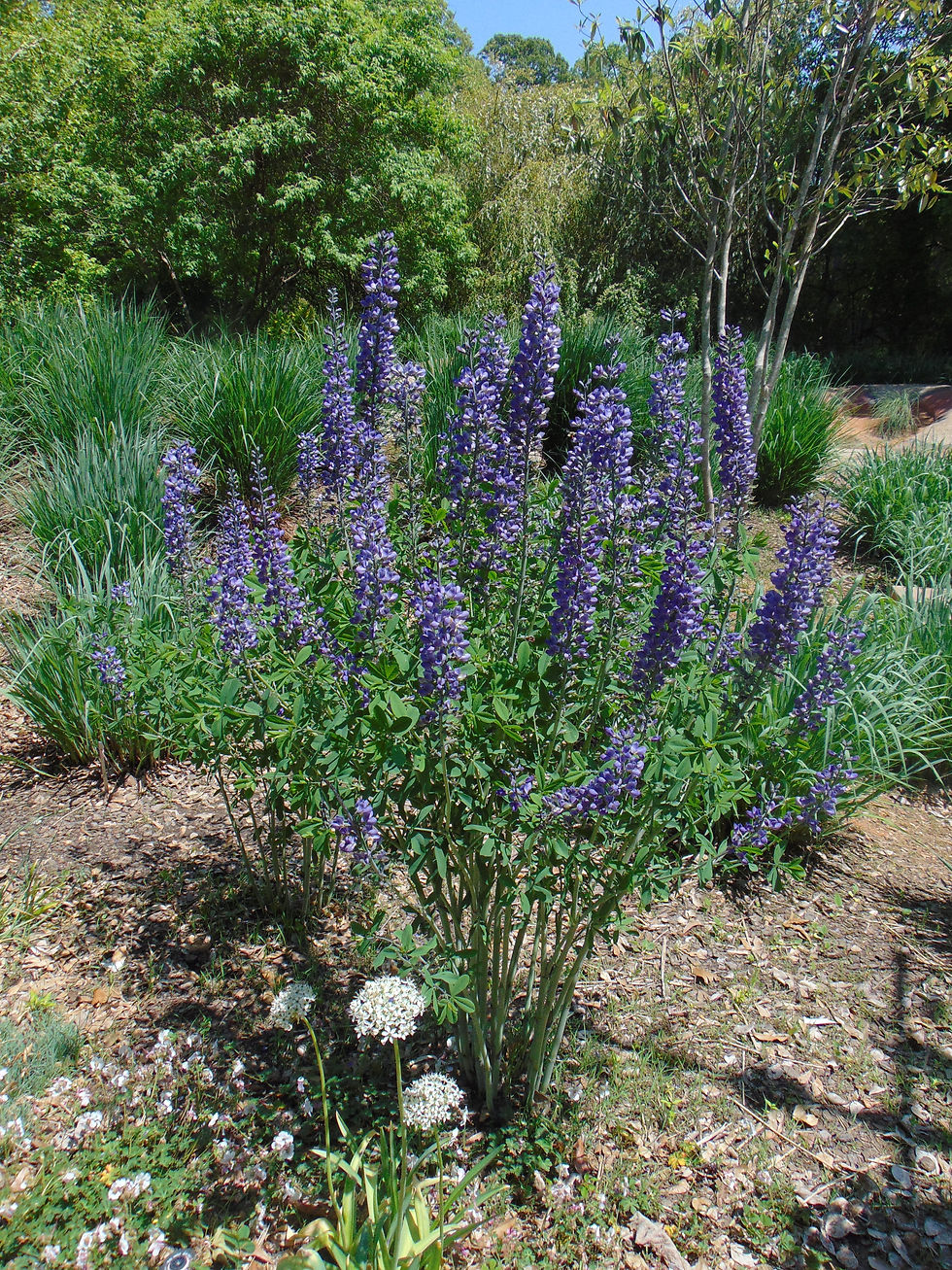 Thumbnail: Blue False Indigo  100 Seeds   Baptisia australis