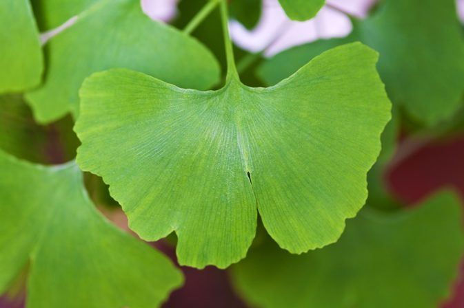 Thumbnail: Ginkgo   10 Seeds   Ginkgo biloba