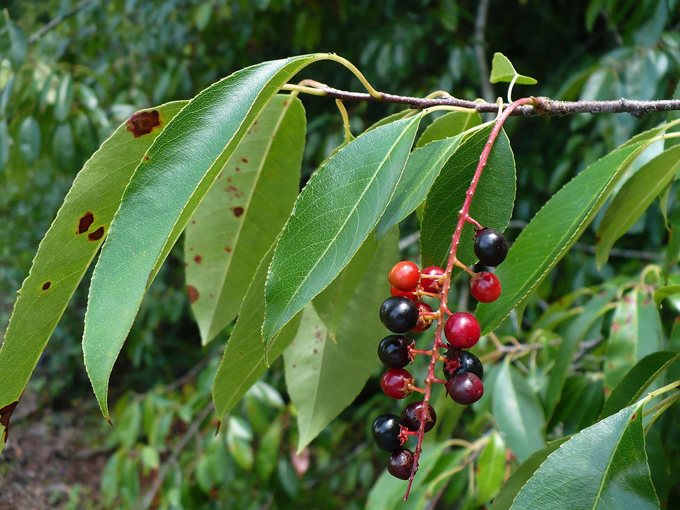 Thumbnail: Black Cherry   Prunus serotina   100 Seeds