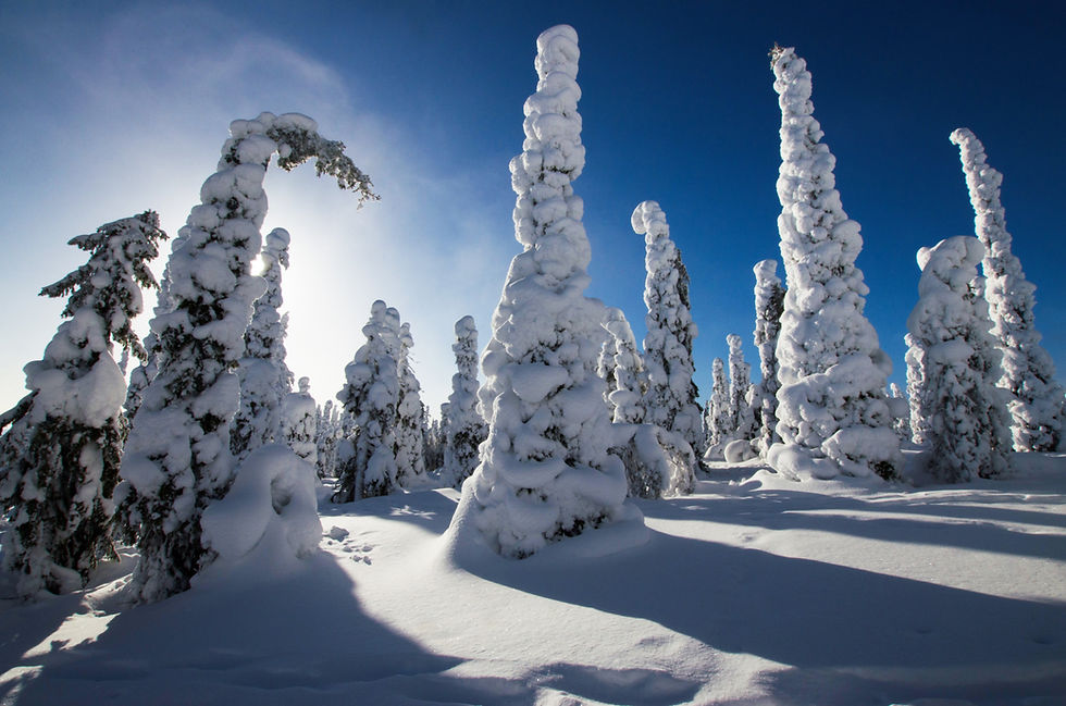 Thumbnail: Norway Spruce  Picea abies  100 Seeds