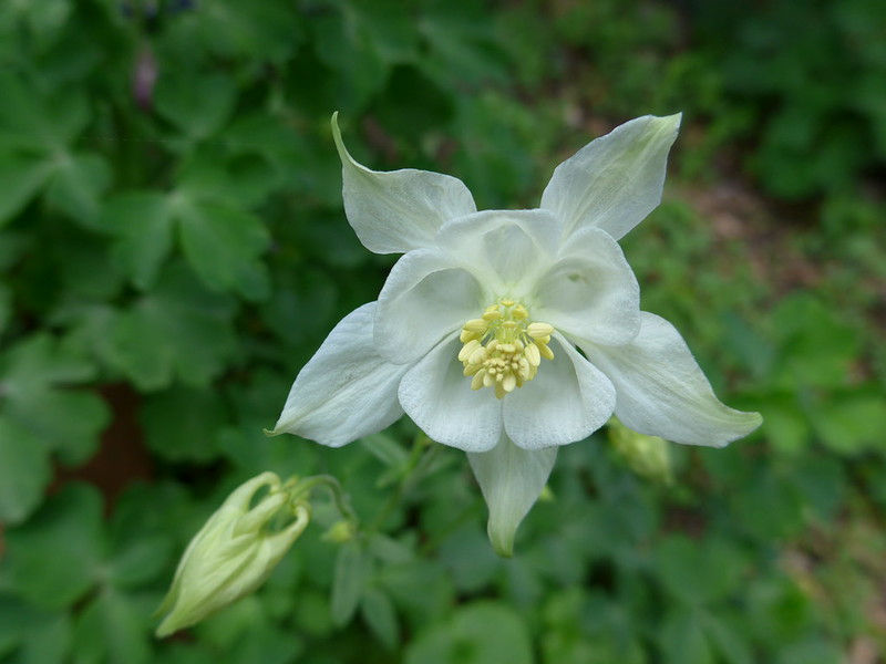 Thumbnail: White Columbine  50 Seeds  Aquilegia 'Crystal Star'