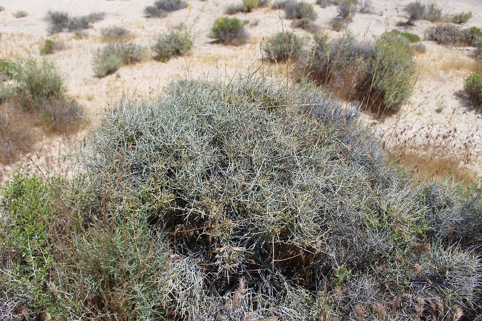Thumbnail: Nevada Jointfir  Nevada Mormon Tea  Ephedra nevadensis  100 Seeds