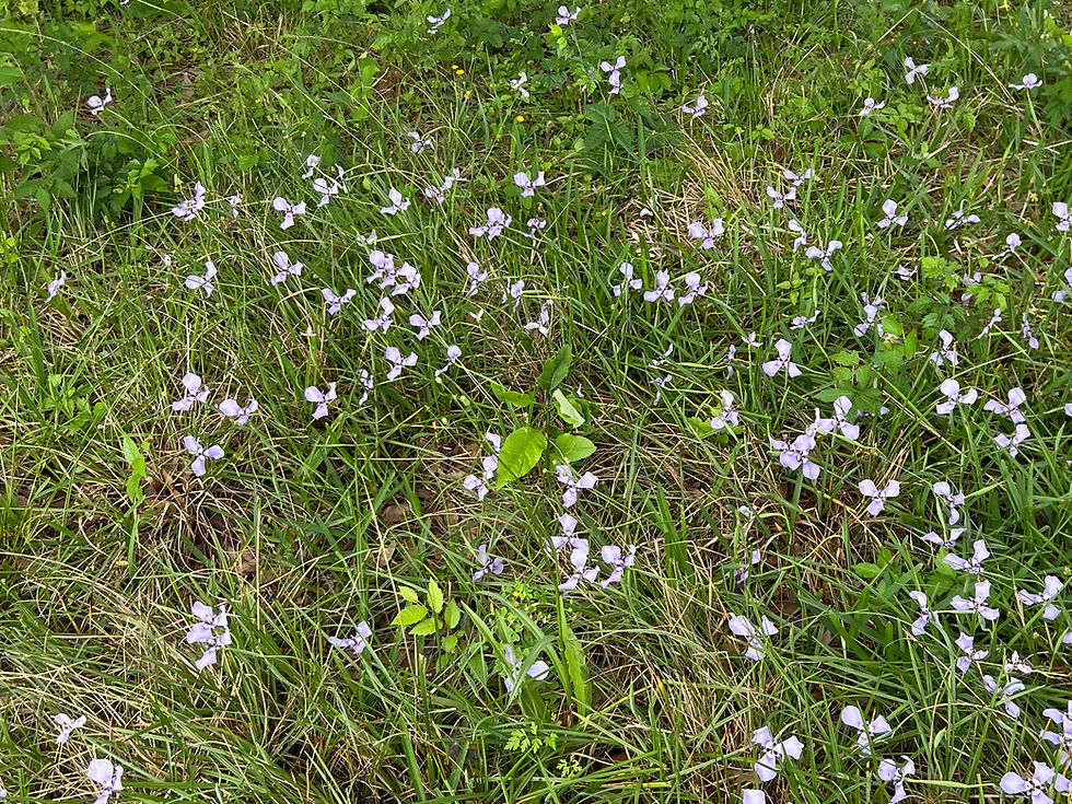 Thumbnail: Prairie Nymph  10 Seeds  Herbertia lahue