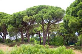 Thumbnail: Italian Stone Pine  Pinus pinea  10 Seeds