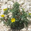 Thumbnail: Mexican Poppy  Argemone mexicana  100 Seeds