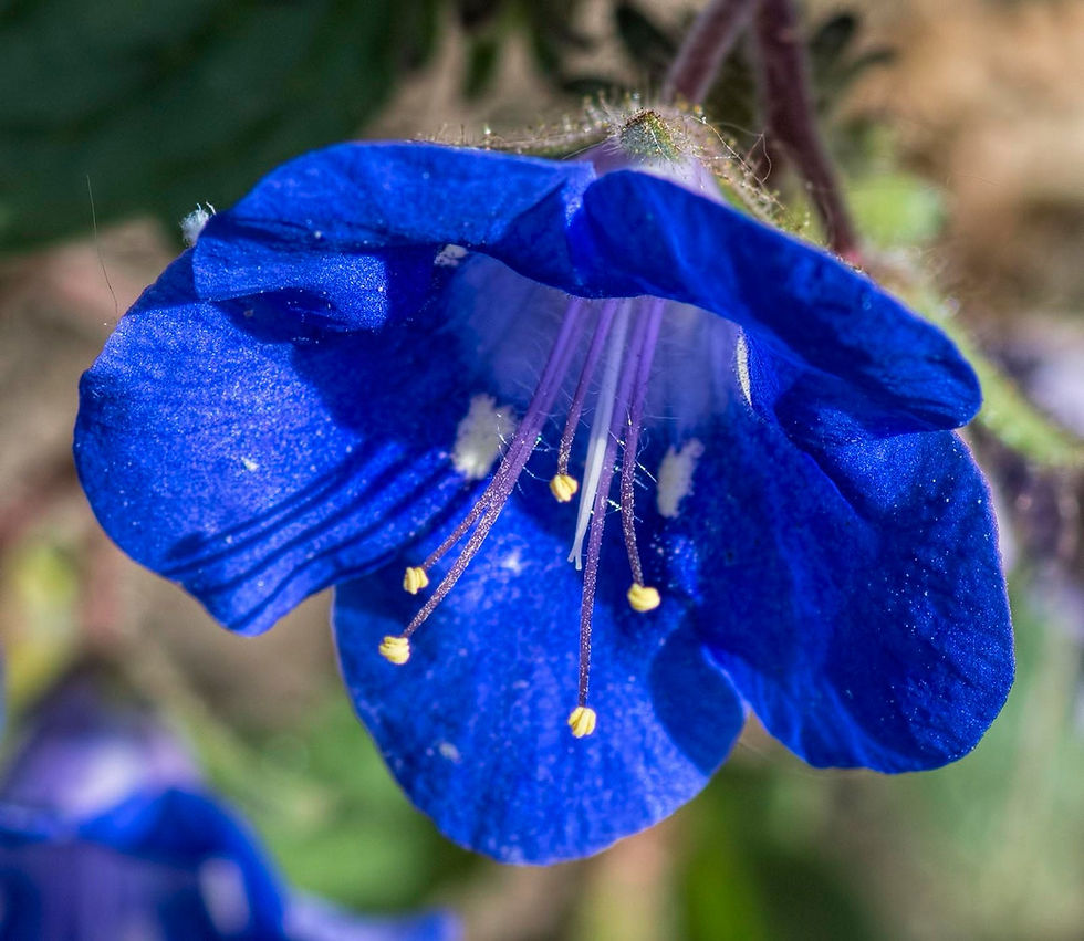 Thumbnail: California Bluebell 100 Seeds Phacelia campanularia