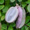 Thumbnail: Chocolate Vine Akebia quinata 20 Seeds