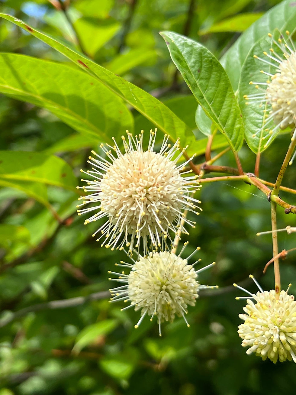 Thumbnail: Buttonbush  Cephalanthus occidentalis  100 Seeds