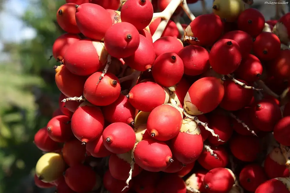 Thumbnail: Christmas Palm Manila Palm Veitchia merrillii 10 Seeds