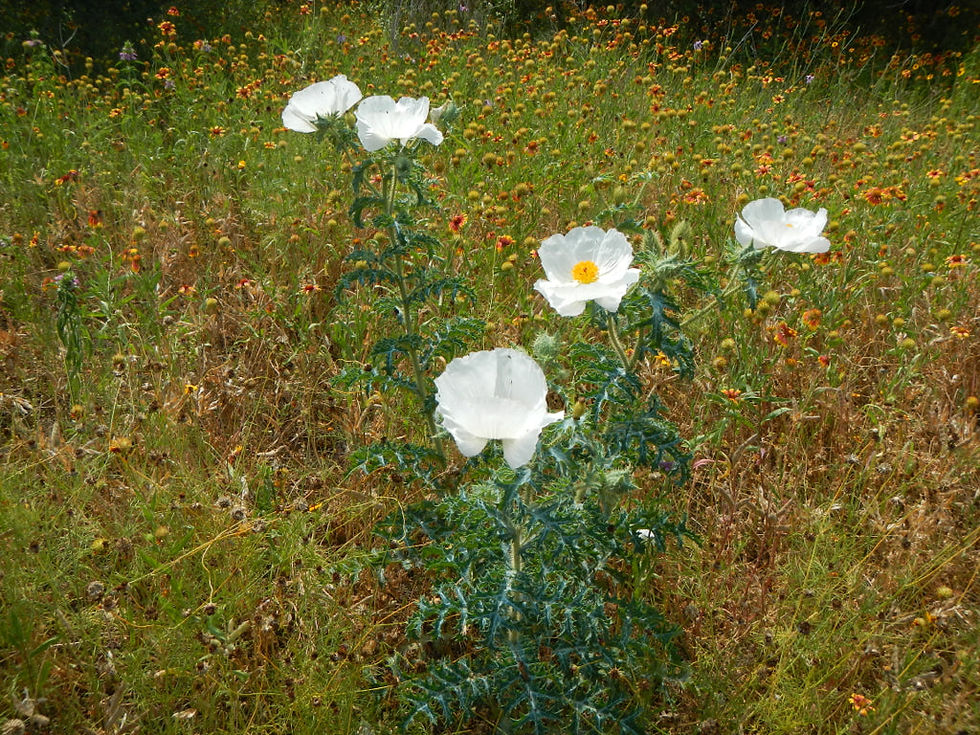 Thumbnail: White Prickly Poppy   20 Seeds   Argemone albiflora