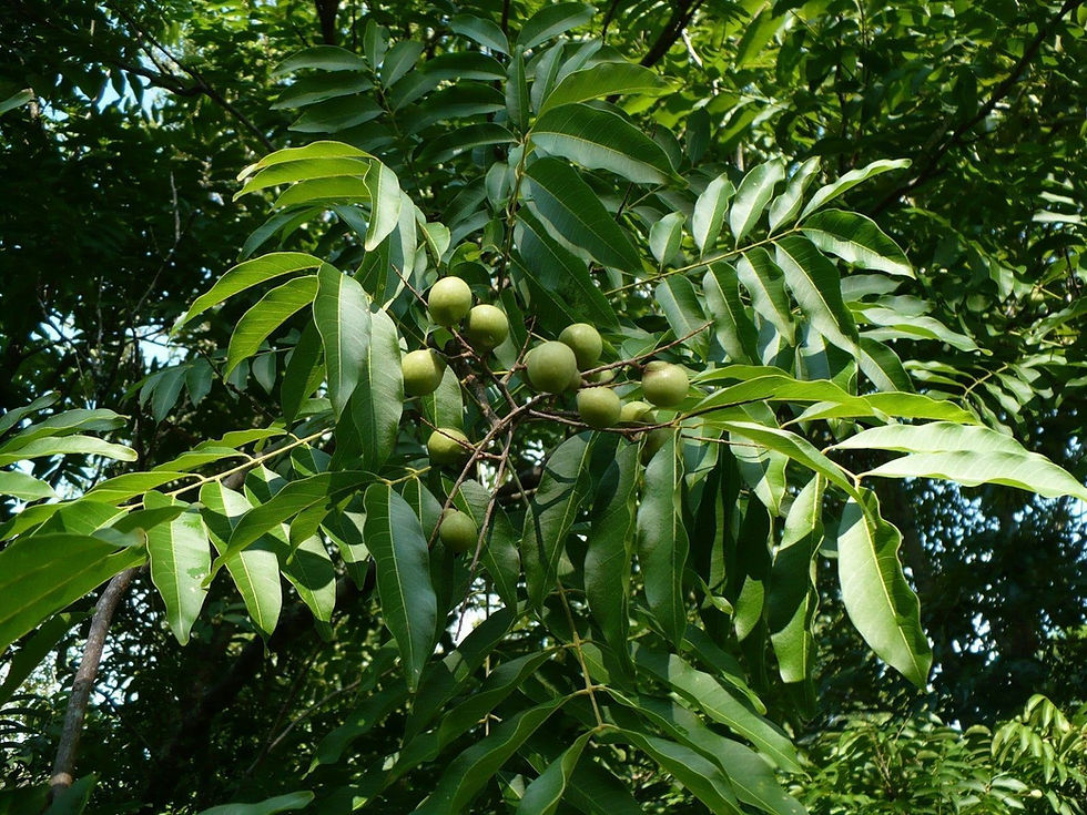 Thumbnail: Florida Soapberry Sapindus marginatus 10 Seeds