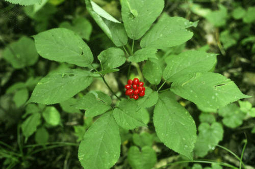 American Ginseng Panax quinquefolius 50 Seeds USA Company