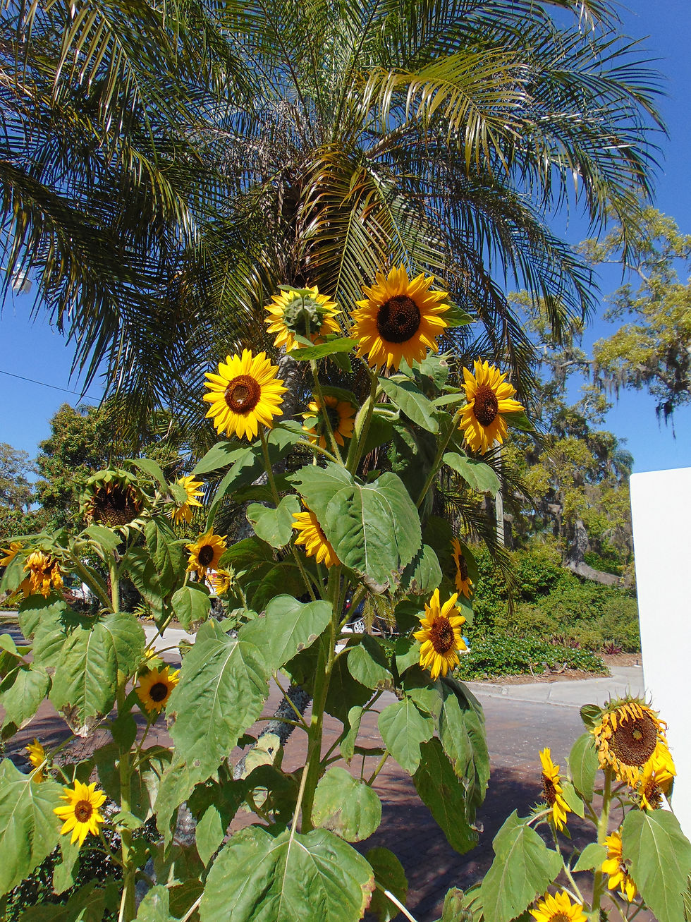 Thumbnail: Sunflower   ‘Henry Wilde’   100 Seeds   Helianthus annuus