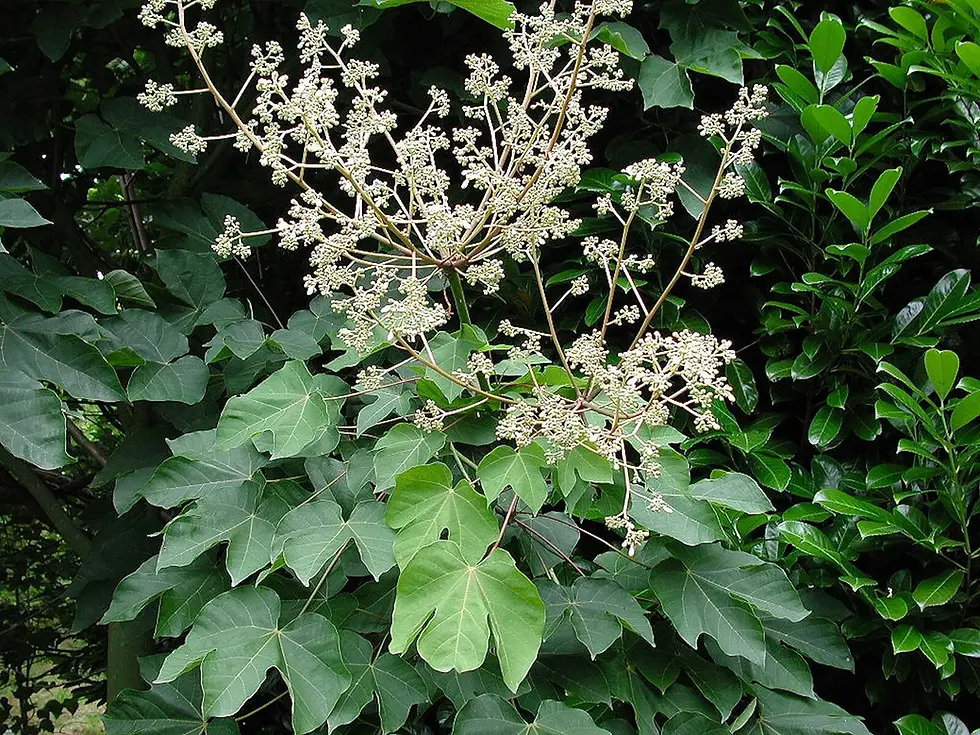 Thumbnail: Chinese Parasol Tree   Firmiana simplex  10 Seeds
