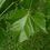 Thumbnail: American Sycamore Moon Tree Platanus occidentalis 100 Seeds