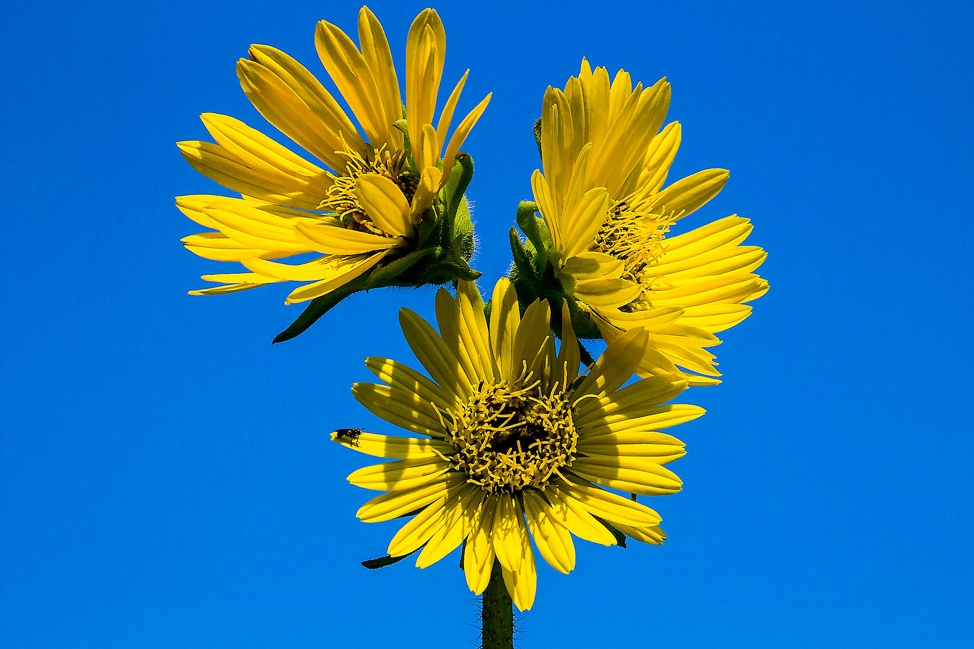Compass Plant 50 Seeds Silphium laciniatum