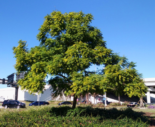 Thumbnail: Jacaranda Tree  100 Seeds  Jacaranda mimosifolia