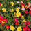 Thumbnail: Moss Rose Portulaca grandiflora 500 Seeds   USA Company