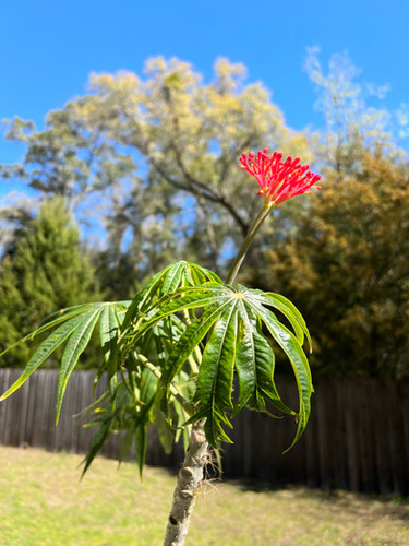 Coral Plant Jatropha multifida 5 Seeds USA Company