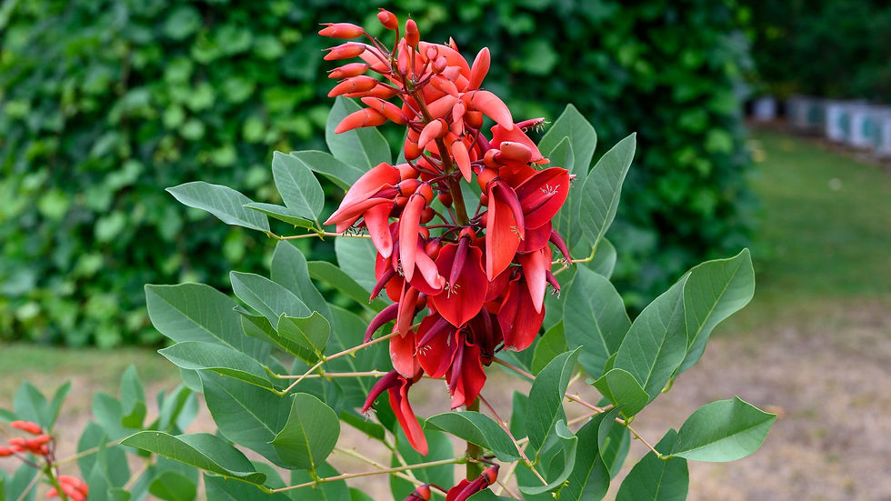 Thumbnail: Cockspur Coral Tree Erythrina crista-galli 5 Seeds