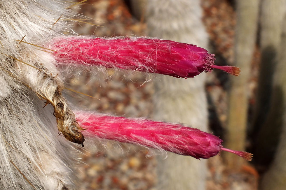 Thumbnail: Silver Torch   25 Seeds   Cleistocactus strausii