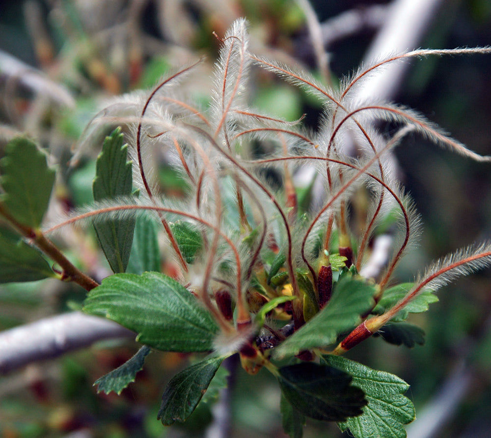 Mountain Mahogany  100 Seeds   Cercocarpus montanus