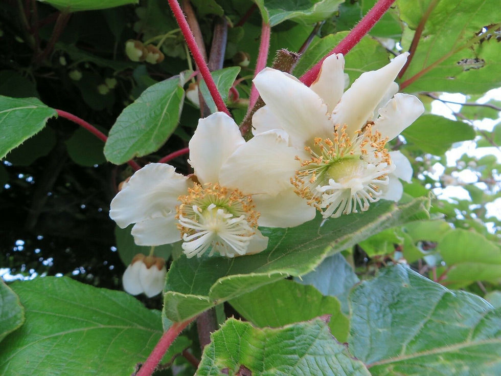 Thumbnail: Kiwi Fruit Actinidia deliciosa 100 Seeds