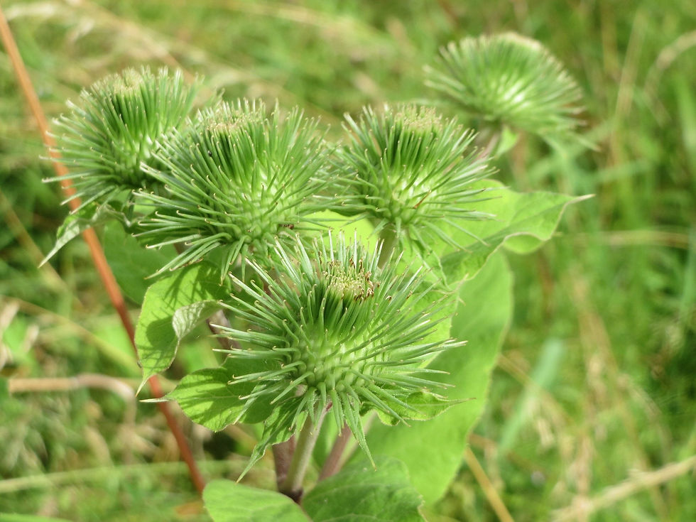 Thumbnail: Greater Burdock  100 Seeds  Arctium lappa