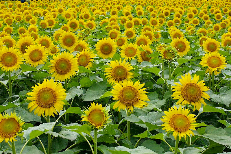 Thumbnail: Giant Sunflower   100 Seeds   ‘Mammoth Gray Stripe’   Helianthus annuus