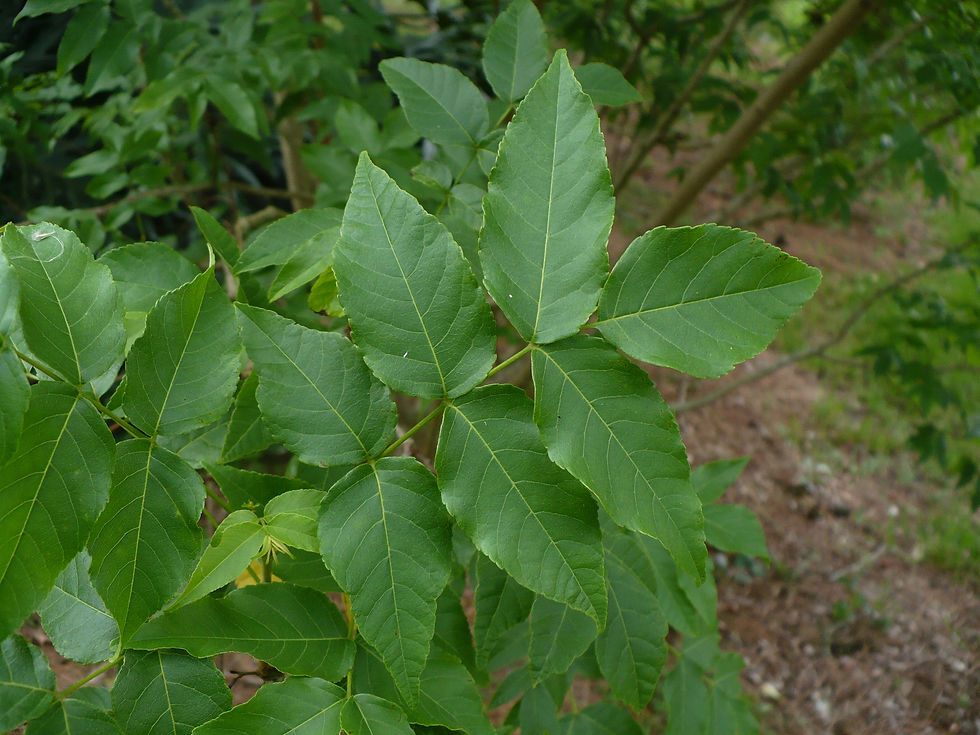 Thumbnail: Mexican Buckeye  Ungnadia speciosa  10 Seeds