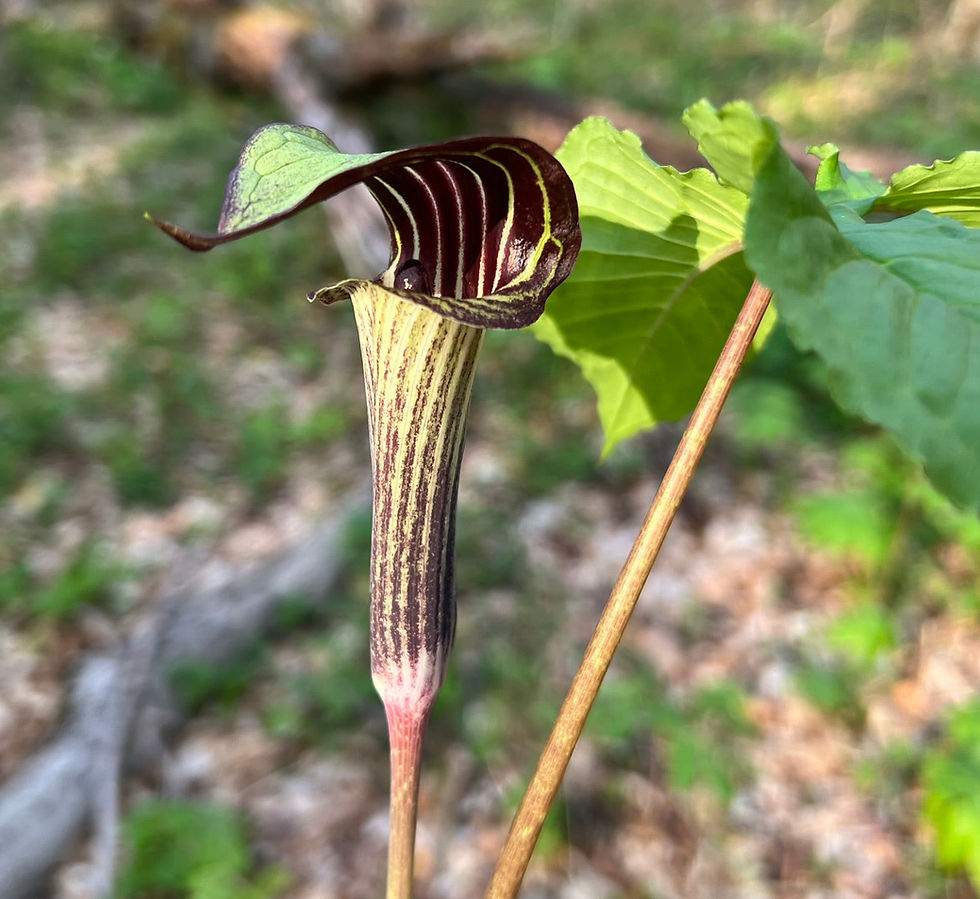 Thumbnail: Jack in the Pulpit Arisaema triphyllum 10 Seeds