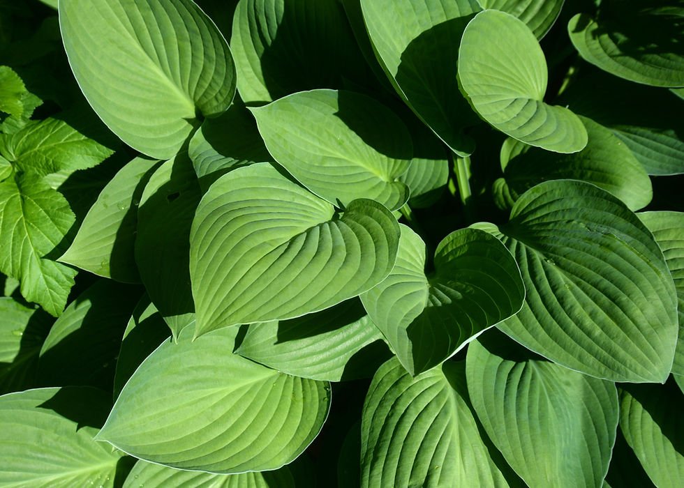 Thumbnail: Blue Plantain Lily   100 Seeds   Hosta ventricosta