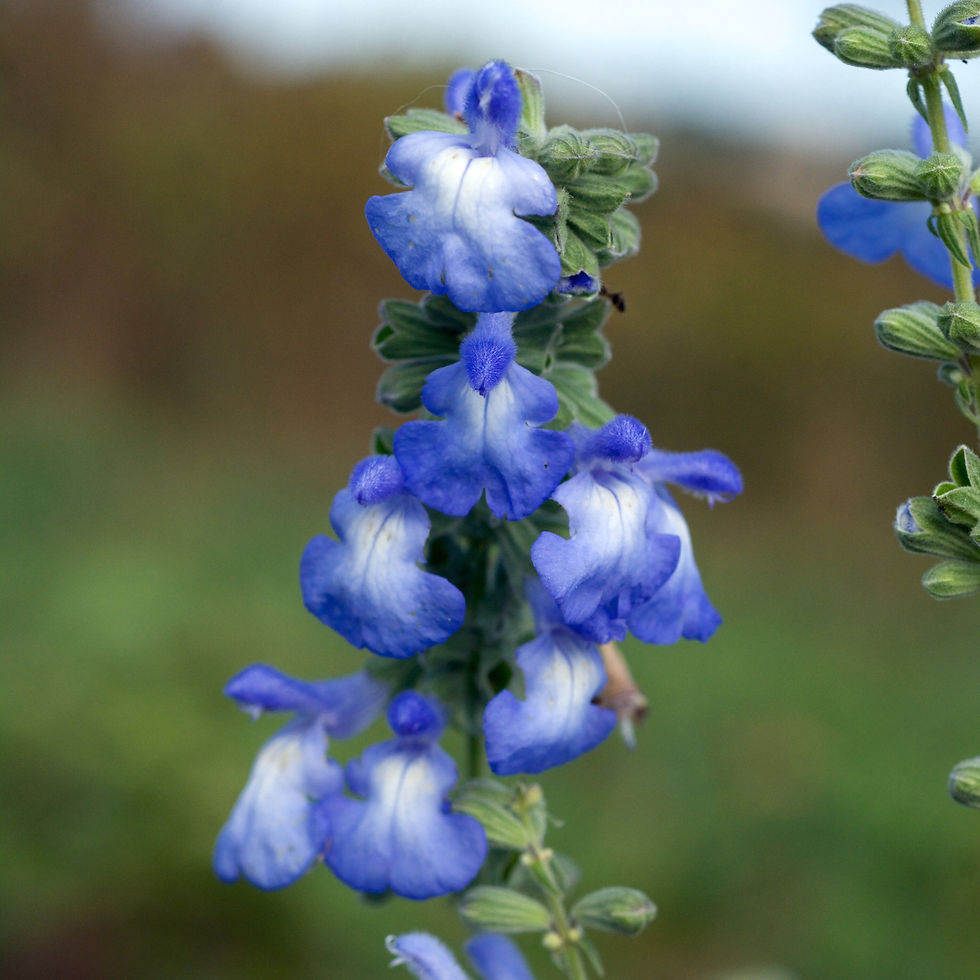 Thumbnail: Blue Sage  20 Seeds  Salvia azurea
