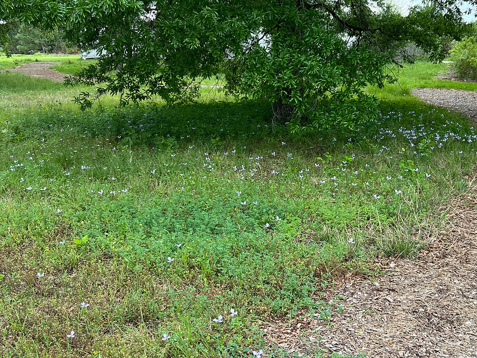 Thumbnail: Prairie Nymph  10 Seeds  Herbertia lahue