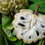 Thumbnail: Sweetsop  Sugar  Apple  Annona squamosa  20 Seeds