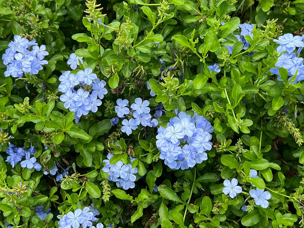 Thumbnail: Plumbago  10 Seeds  Plumbago auriculata