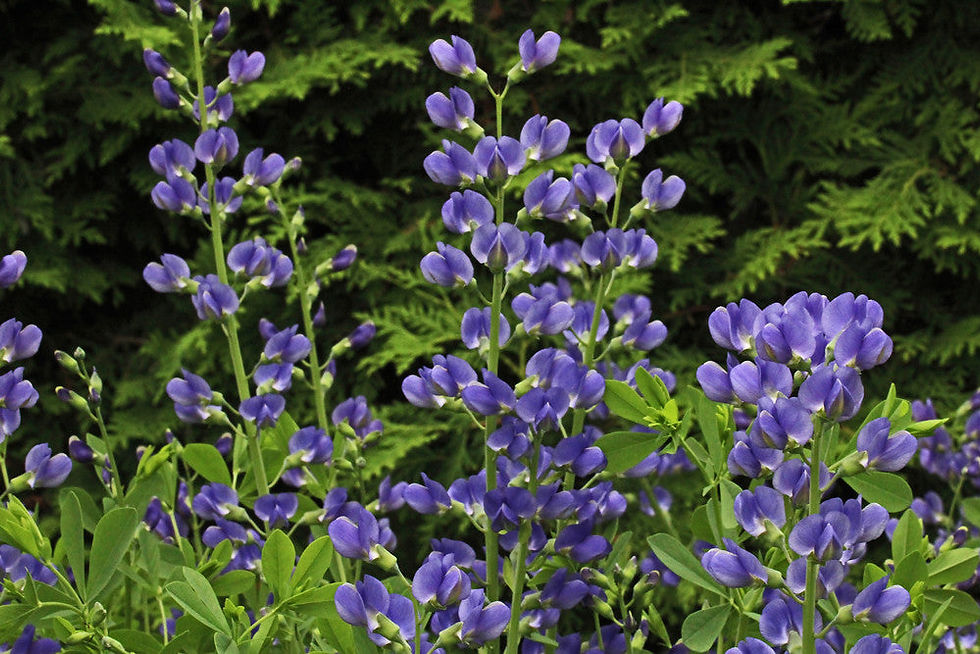 Thumbnail: Blue False Indigo  100 Seeds   Baptisia australis