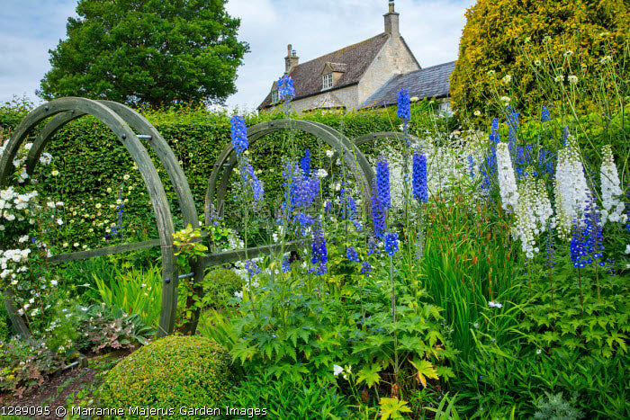 Thumbnail: Blue Bird Delphinium 20 Seeds Larkspur Delphinium cultorum