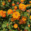 Thumbnail: Orange Lantana Shrub Verbana Lantana camara 100 Seeds   USA Company