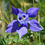 Thumbnail: Alpine Columbine  100 Seeds  Aquilegia alpina