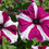 Thumbnail: Star Petunia  100 Seeds  Petunia Multiflora