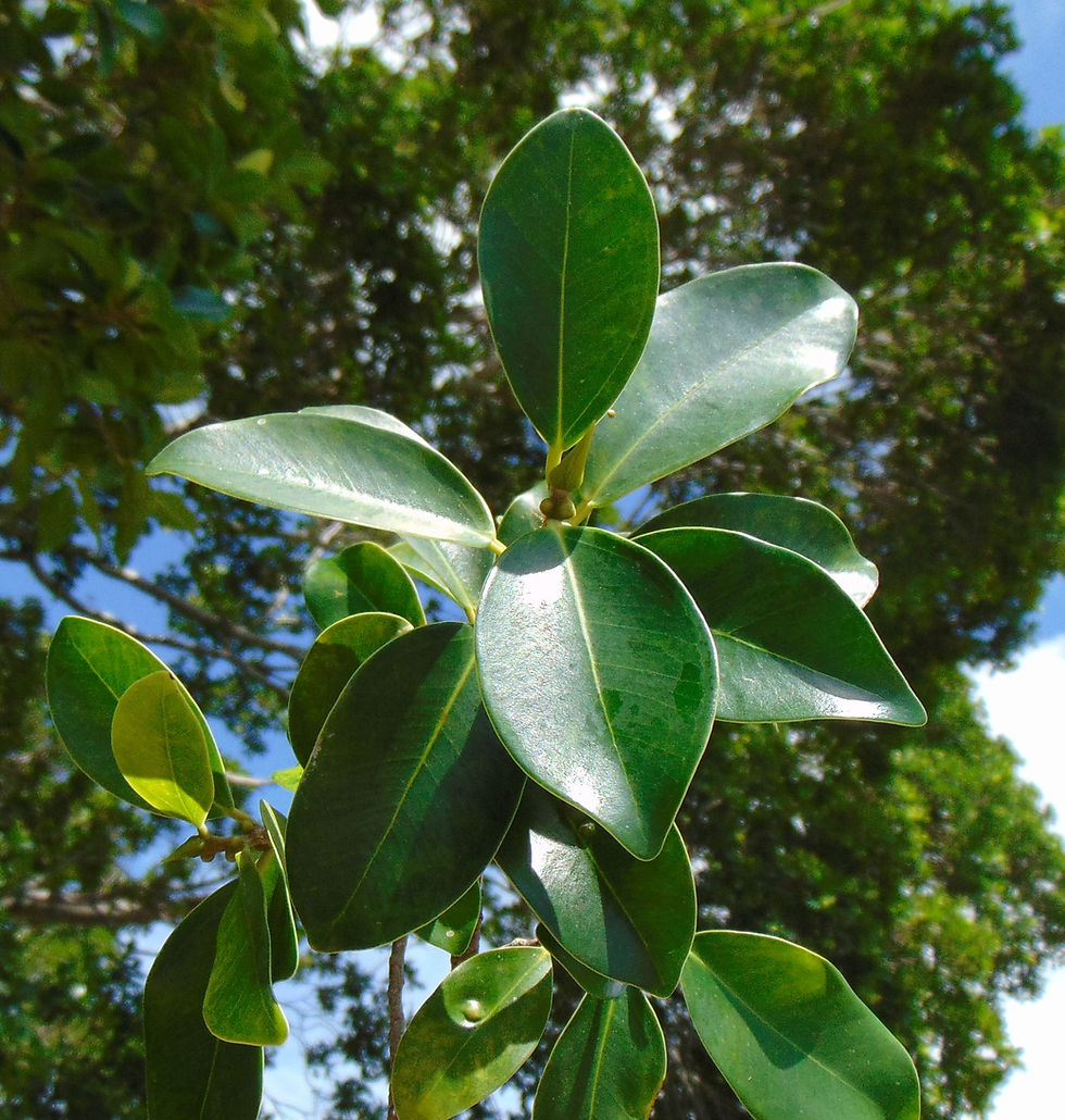 Thumbnail: West Indian Laurel Fig Ficus americana 100 Seeds