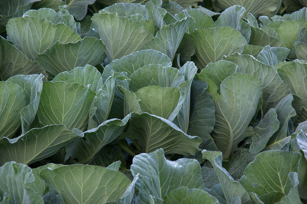 Thumbnail: Cabbage  Brassica oleracea  100 Seeds