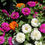 Thumbnail: Zinnia Mix  100 Seeds  Zinnia elegans