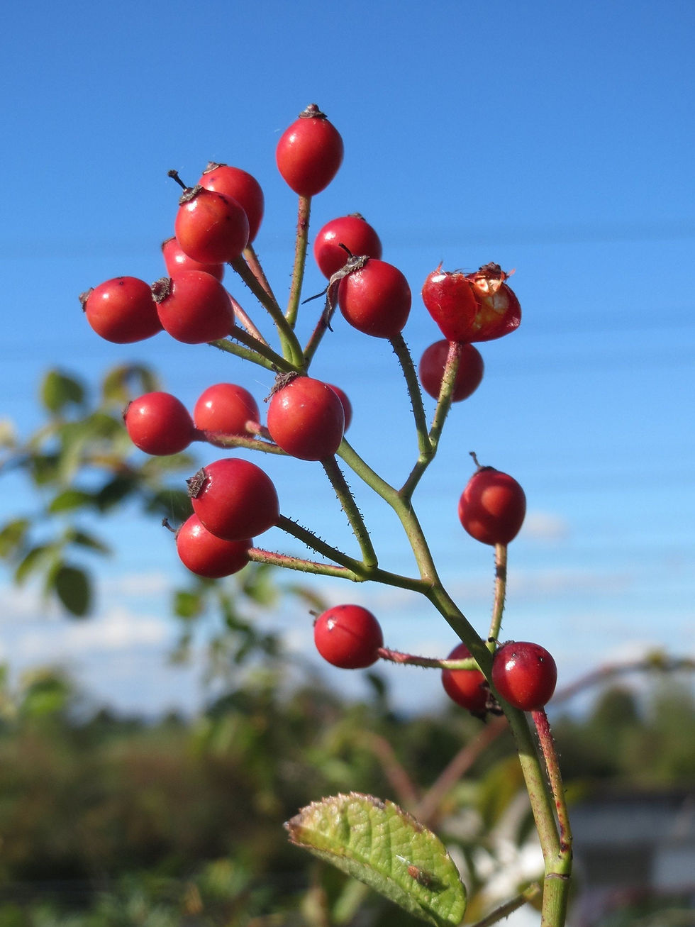 Thumbnail: Multiflora Rose Rosa multiflora 20 Seeds