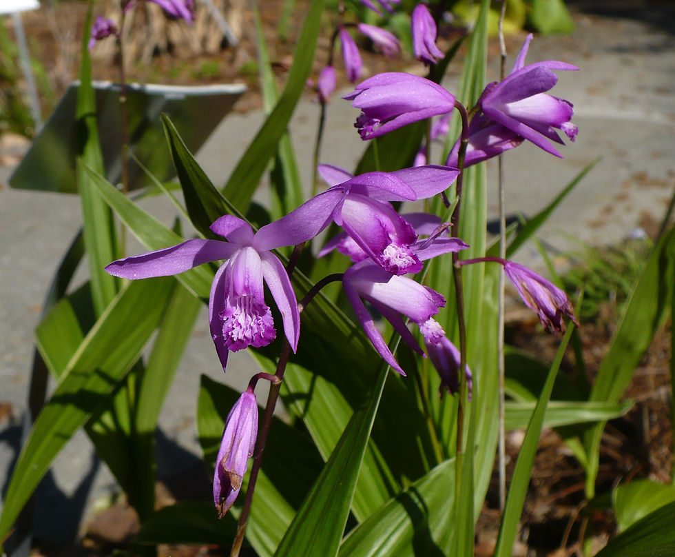 Thumbnail: Hardy Ground Orchid  1000 Seeds  Bletilla striata